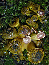 Bulbous honey fungus