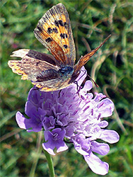 Butterfly on scabious