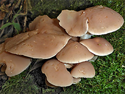 Chestnut brittlestem - caps