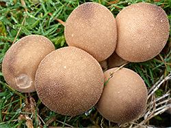 Common puffball