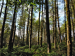 Conifer trunks