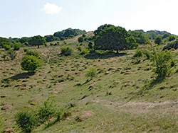 Grassland