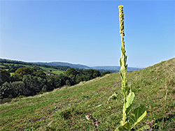 Mullein