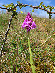 Pyramidal orchid