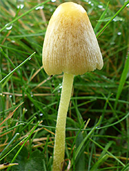 Yellow fieldcap