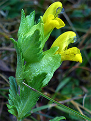 Yellow rattle