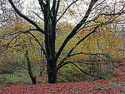 Colourful beech leaves
