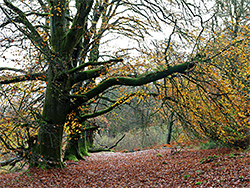 Line of trees