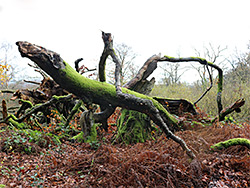 Mossy branches