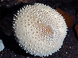 Common puffball