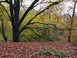 Ferns and leaves