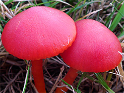 Crimson waxcap