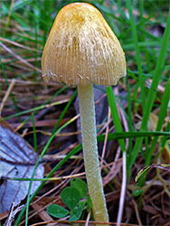 Yellow fieldcap