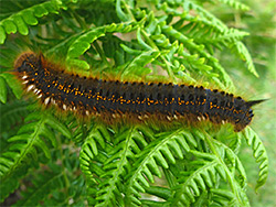 Drinker moth caterpillar