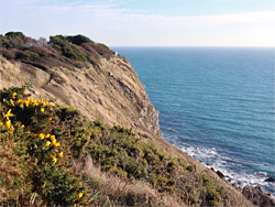 Gorse bush