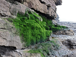 Patch of algae