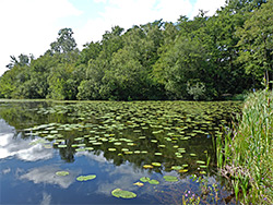 Trees by Duns Mere