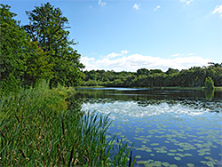 Bulrushes