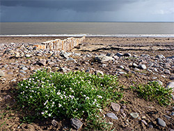 Sea rocket