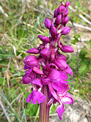 Early purple orchid