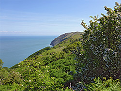 Flowering bushes