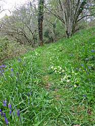 Path through primroses