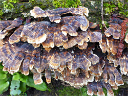 Turkeytail fungus