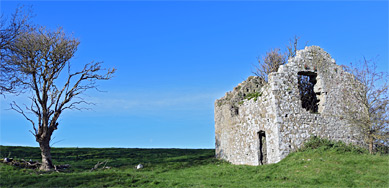 Tree near the dovecote