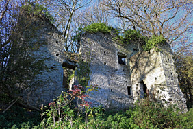 Trees above the ruins