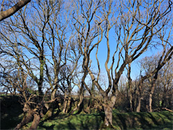 Leafless trees