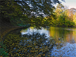 Autumnal leaves