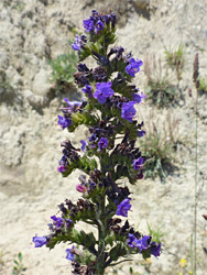 Partly withered flowers