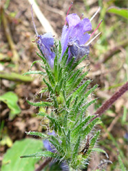 Withering flowers