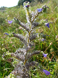 Viper's bugloss