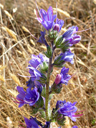 Purple-spotted stem