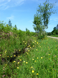 Buttercups by the track