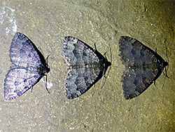 Tissue moths