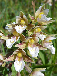 Marsh helleborine