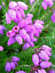 Clustered flowers