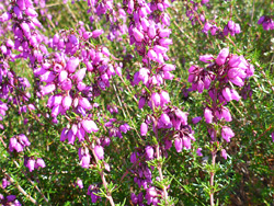 Bell heather