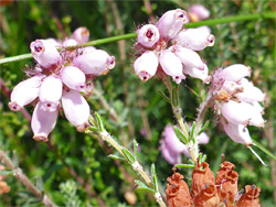 Cross-leaved heath