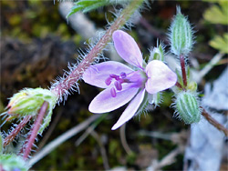 Erodium cicutarium