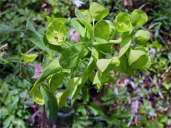 Leaves and cyathia