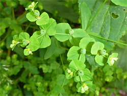 Broad-leaved spurge