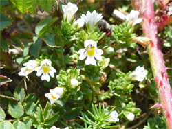 Euphrasia spp