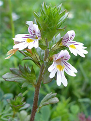 Flowers and lobed, hairless leaves