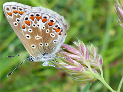 Female common blue