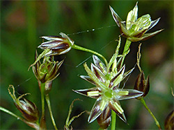 Hairy woodrush