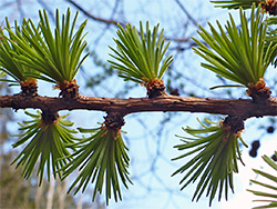 European larch