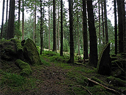 Boulders and conifers